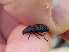 Polypleurus perforatus