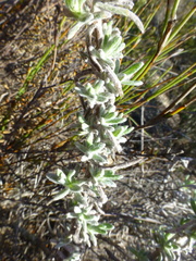 Helichrysum revolutum