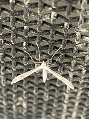 Platyptilia celidotus