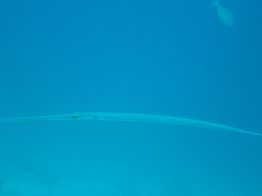 Fistularia commersonii