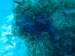 Dendronephthya hemprichi