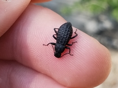 Polypleurus perforatus