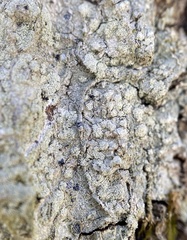 Lecanora layana