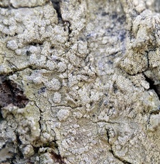 Lecanora layana
