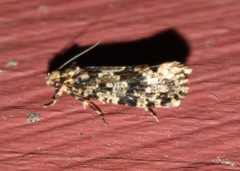 Scardiinae