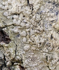 Lecanora layana