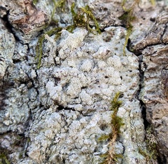 Lecanora layana