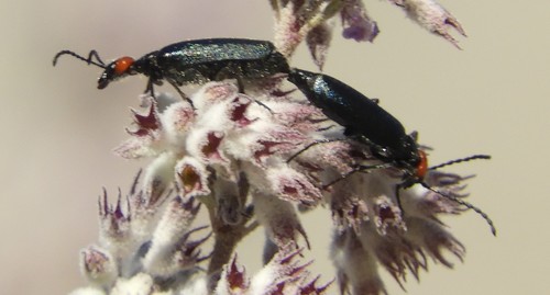 iNaturalist observation photo of Red-eared Blister Beetle