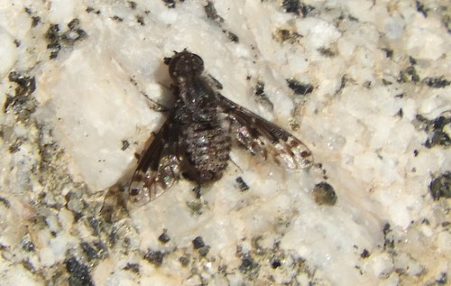 iNaturalist observation photo of Resting Fly