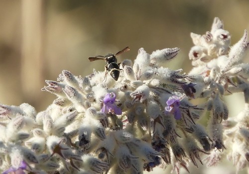 iNaturalist observation photo of Potter and Mason Wasps