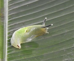 Gaeotis nigrolineata