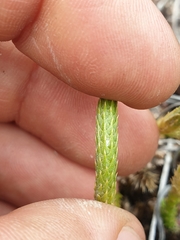 Brownseya serpentina