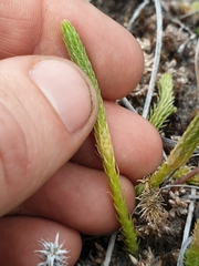 Brownseya serpentina