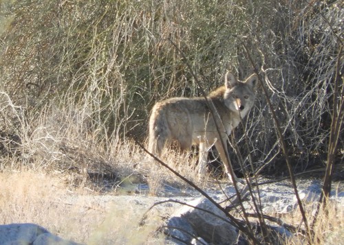 iNaturalist observation photo of Coyote