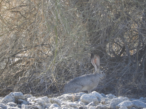 iNaturalist observation photo of Black-tailed Jackrabbit