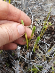 Brownseya serpentina