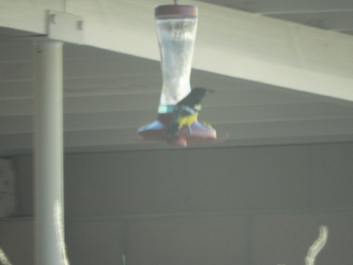 iNaturalist observation photo of Scott's Oriole