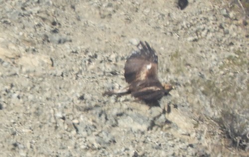 iNaturalist observation photo of Golden Eagle