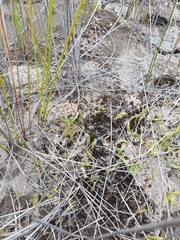 Brownseya serpentina