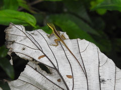 Anolis pulchellus