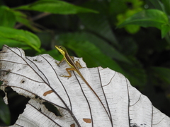 Anolis pulchellus