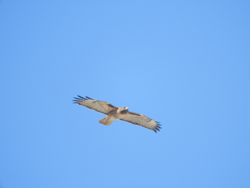 iNaturalist observation photo of Red-tailed Hawk