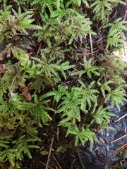 Hypnodendron arcuatum