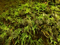 Hypnodendron arcuatum