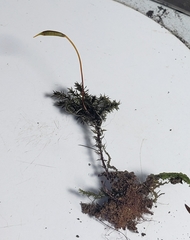 Hypnodendron arcuatum