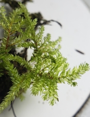 Hypnodendron arcuatum