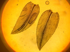 Hypnodendron arcuatum