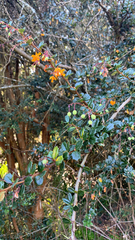 Berberis darwinii