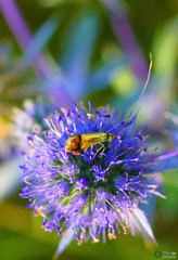 Nemophora dumerilella