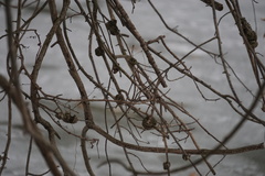 Callirhytis quercuscornigera