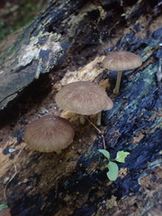 Pluteus minor