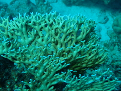 Millepora dichotoma