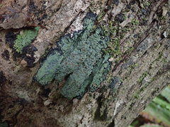 Pannaria implexa