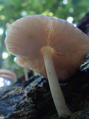 Pluteus minor