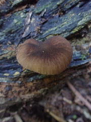 Pluteus minor