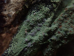 Pannaria implexa