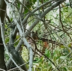 Psaltriparus minimus