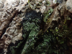 Pannaria implexa