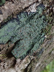 Pannaria implexa
