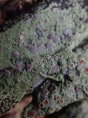 Pannaria implexa