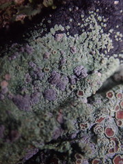 Pannaria implexa