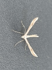 Platyptilia celidotus