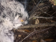 Chinchilla