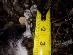 Chinchilla
