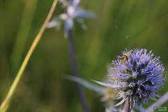 Nemophora dumerilella