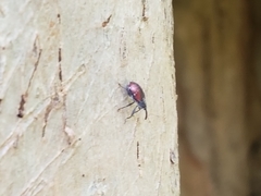 Anthonomus suturalis